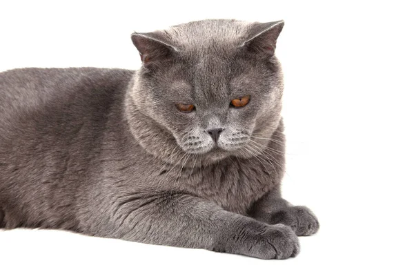 Gato Británico Aislado Sobre Fondo Blanco — Foto de Stock