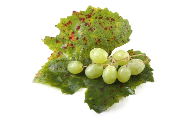 Fresh Ripe Grape Bunch Isolated White Background — Stock Photo, Image