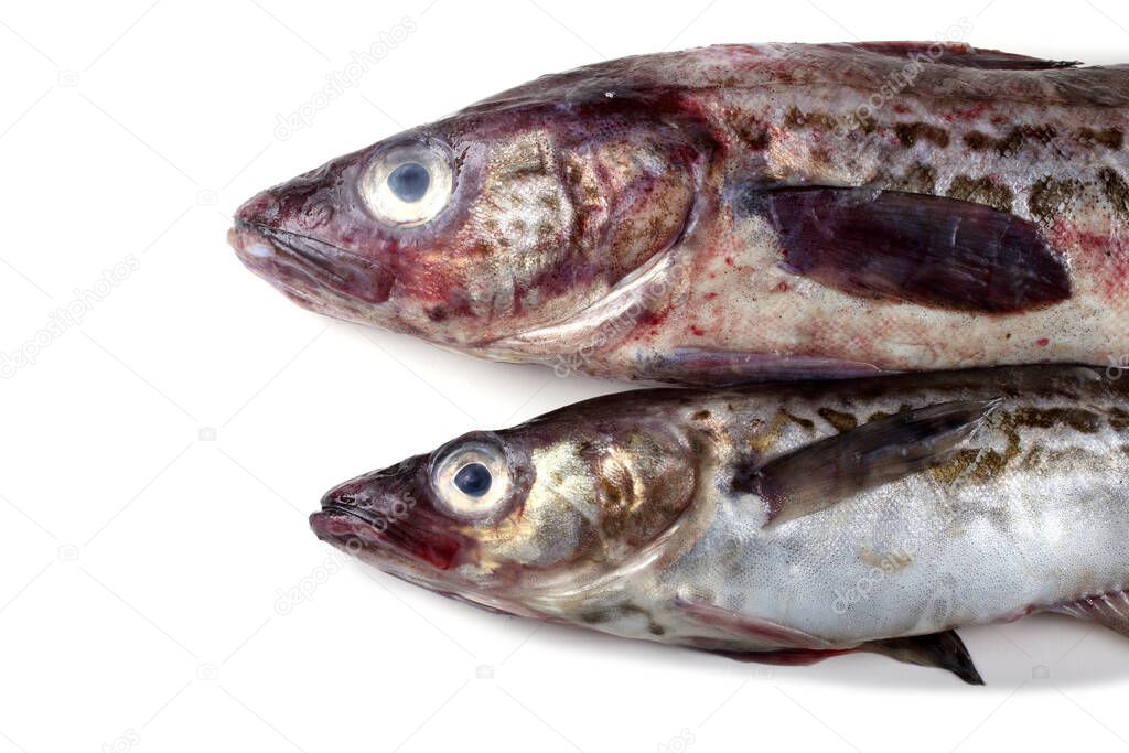 Pollock fish isolated on white