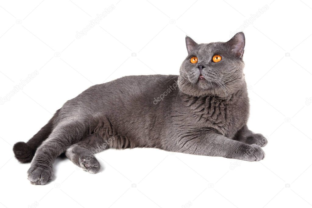 cute grey cat isolated on white background