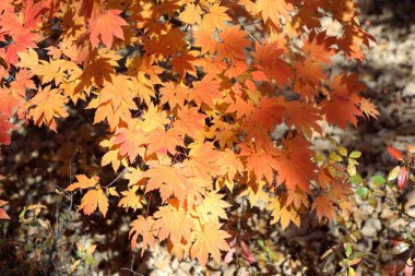 Parlak sonbahar yapraklarını kapatın.