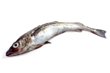 Pollock balığı beyazda izole edilmiş.