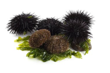 Gri ve Karadeniz kestaneleri ve yosun