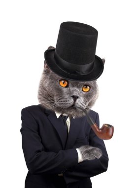 Beyaz arka planda izole edilmiş İngiliz kedisi