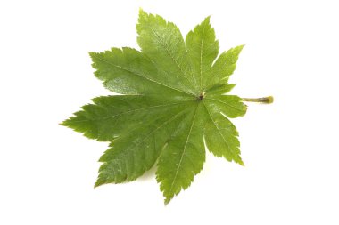 Parlak sonbahar yapraklarını kapatın.