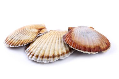 Beyaz üzerinde üç deniz tarağı.