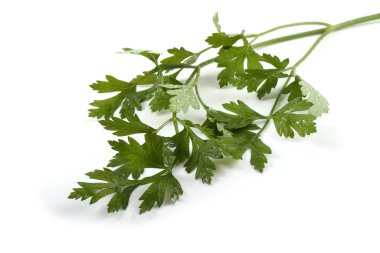 Beyaz arkaplanda izole edilmiş bir maydanoz demeti