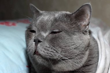 Şirin pofuduk İngiliz kedisi