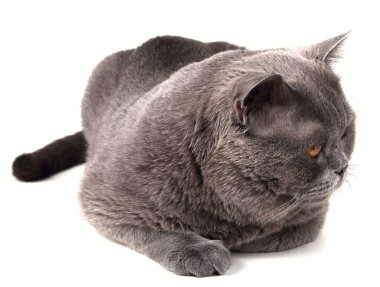 Şirin pofuduk İngiliz kedisi