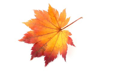 sonbahar yaprakları beyaz arkaplanda izole