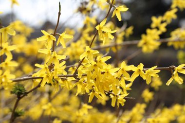 İnanılmaz çiçeklere yakın.