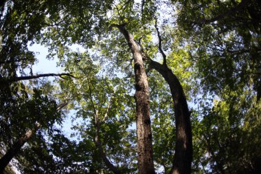 Ağaçtaki genç bahar yapraklarını kapatın.