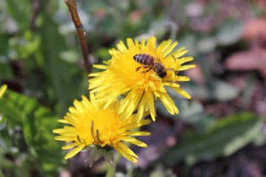 İnanılmaz çiçeklere yakın.