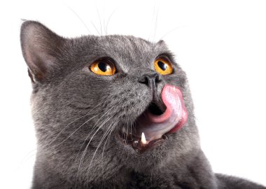 Şirin pofuduk İngiliz kedisi