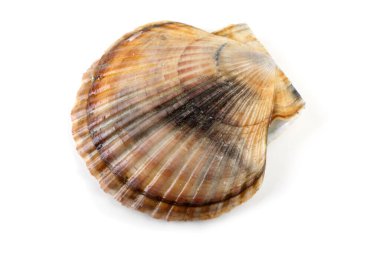 Deniz tarağı beyazda izole edildi