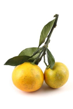 Mandalina portakalı beyaza izole edilmiş.