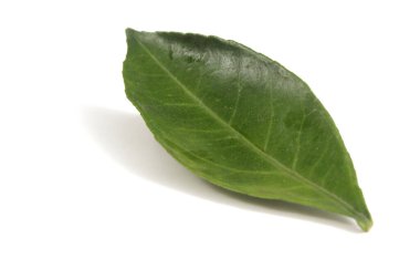 beyaz arkaplanda yeşil yapraklar izole