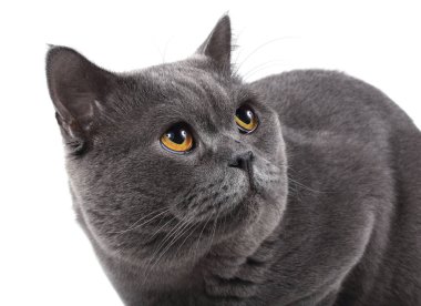 Şirin pofuduk İngiliz kedisi