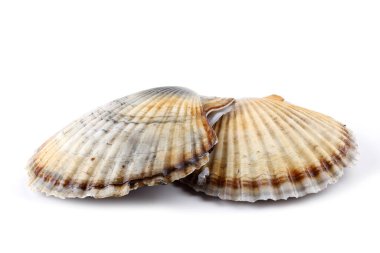 İki deniz tarağı beyaz üzerine izole edilmiş