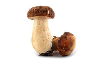 Kral Bolete (boletus edulis).