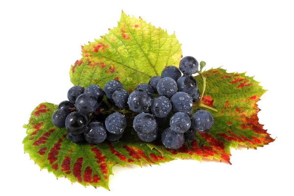 Wine Grape Cluster Autumn Leaves Isolated White Background — Stock Photo, Image