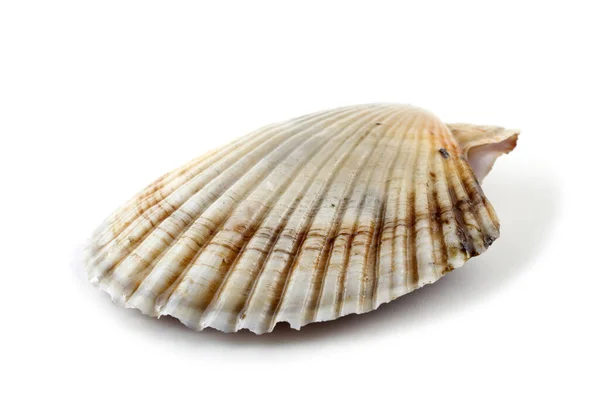 Scallop Απομονώνονται Λευκό — Φωτογραφία Αρχείου