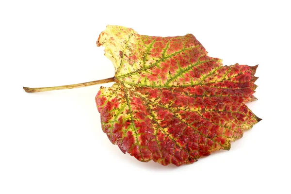 Осенний Виноградный Лист Белом Фоне — стоковое фото