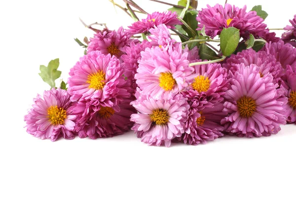 Primer Plano Flores Florecientes Increíbles — Foto de Stock