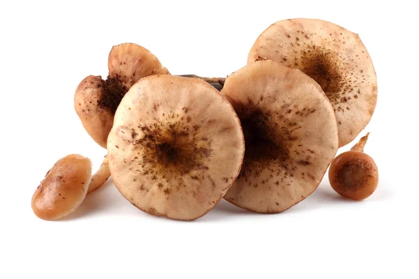 Champignons Miel Isolés Sur Blanc — Photo