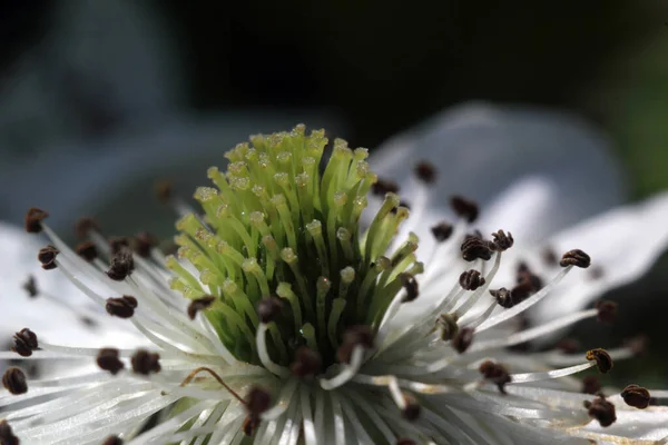 Close Amazing Blooming Flowers — Stock Photo, Image