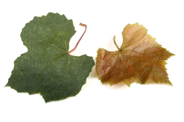 Gros Plan Des Feuilles Automne Tombées — Photo