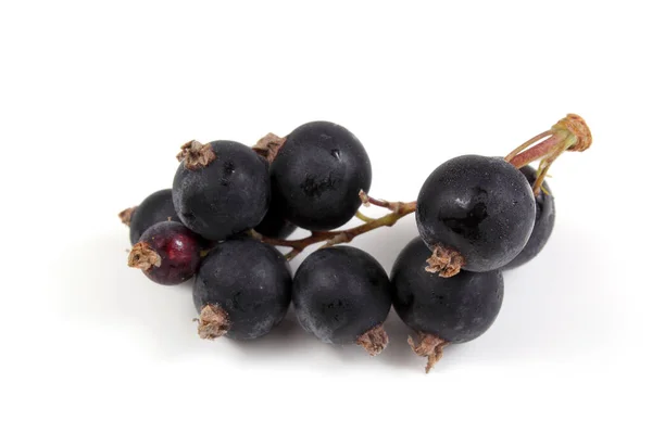 Schwarze Johannisbeeren Isoliert Auf Weißen — Stockfoto