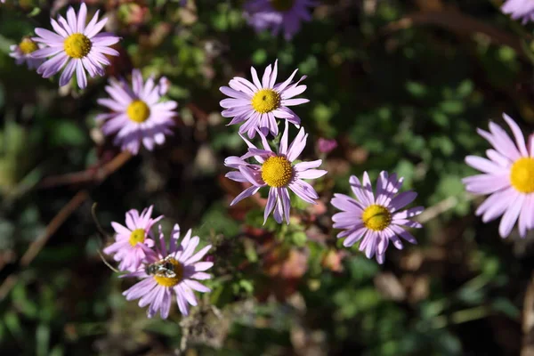 Visão Close Das Flores — Fotografia de Stock