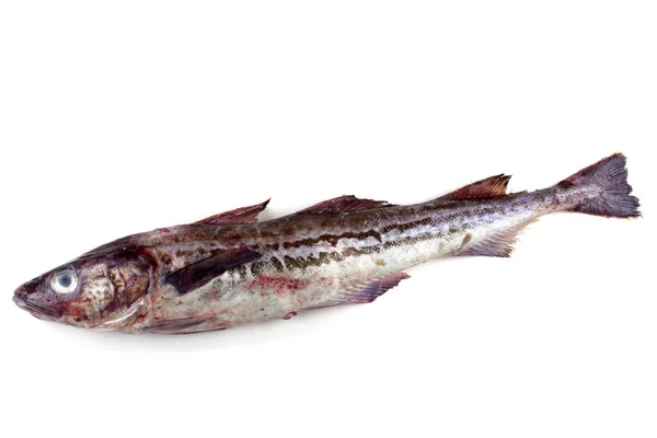 Surowe Alaska Pollock Ryby Izolowane Białym Tle — Zdjęcie stockowe