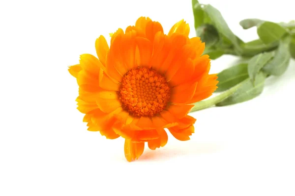 Közelről Csodálatos Virágzó Virág — Stock Fotó