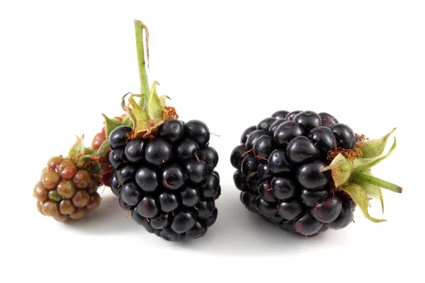 Moras Maduras Sobre Fondo Blanco — Foto de Stock