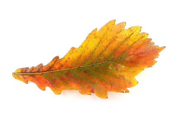 Otoño Roble Hojas Aisladas Sobre Fondo Blanco — Foto de Stock