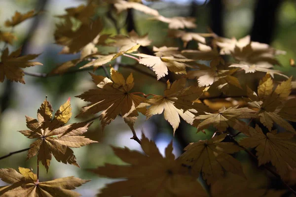 Close Van Heldere Herfstbladeren — Stockfoto