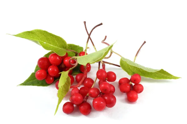 Schisandra Chinensis Ять Фруктів Борошна Ягода Магнолії — стокове фото