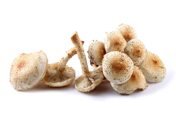 Pholiota Squarrosa Shaggy Scalycap Shaggy Pholiota Schilferige Pholiota Eetbare Herfst — Stockfoto