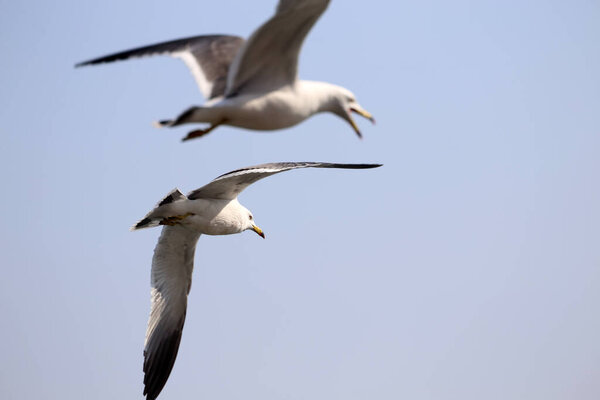 Two flying sea gulls