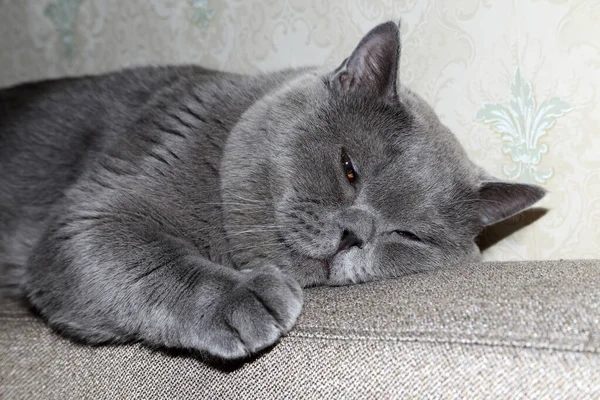 Słodkie Puszysty Brytyjski Kot — Zdjęcie stockowe