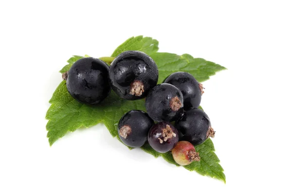 Bacche Ribes Nero Isolate Bianco — Foto Stock