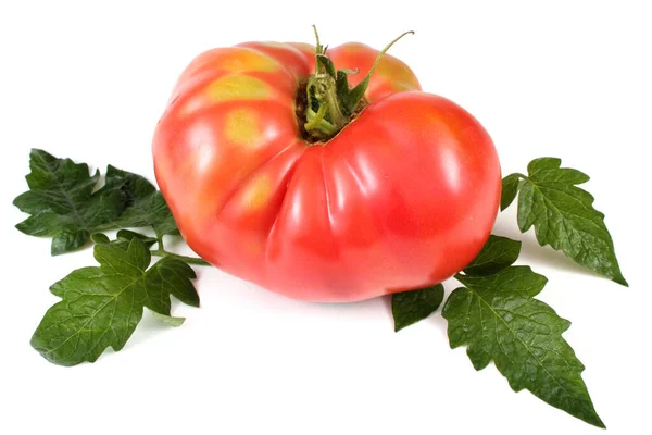 Gustoso Pomodoro Maturo Sfondo Bianco — Foto Stock