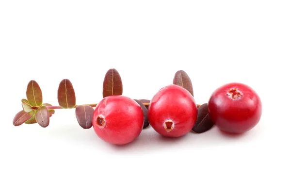 Tutup Dari Cranberry Asam Segar — Stok Foto