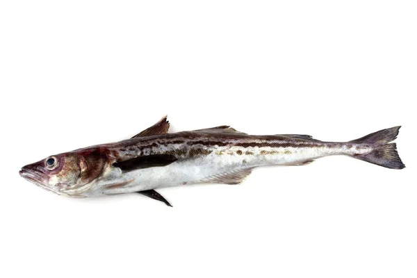 Pollock Balığı Beyazda Izole Edilmiş — Stok fotoğraf