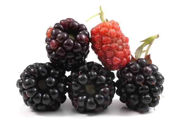 Fresh Blackberry Harvest Close — Stock Photo, Image