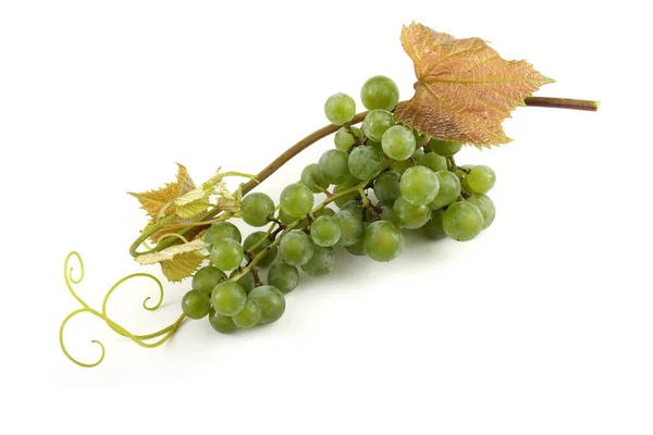 Wine Grape Branch — Stock Photo, Image