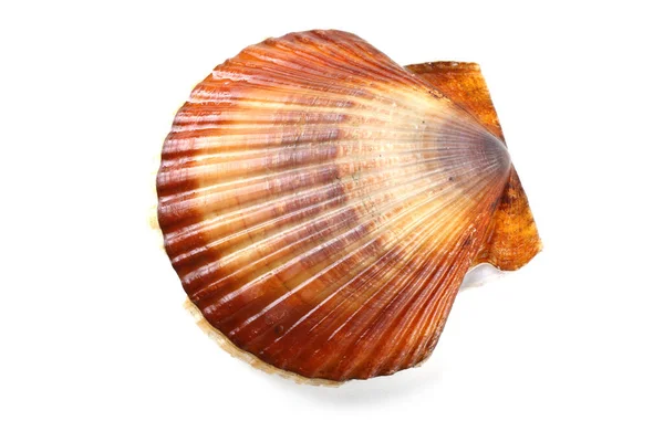 Scallop Isolated White — Stock Photo, Image