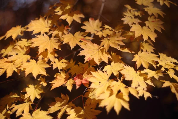 Close Van Heldere Herfstbladeren — Stockfoto